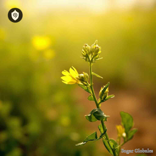 Camelina Sativa sugar spheres in uniform pellet form for energetic homeopathic (nonmedical) remedy presentation and dry storage