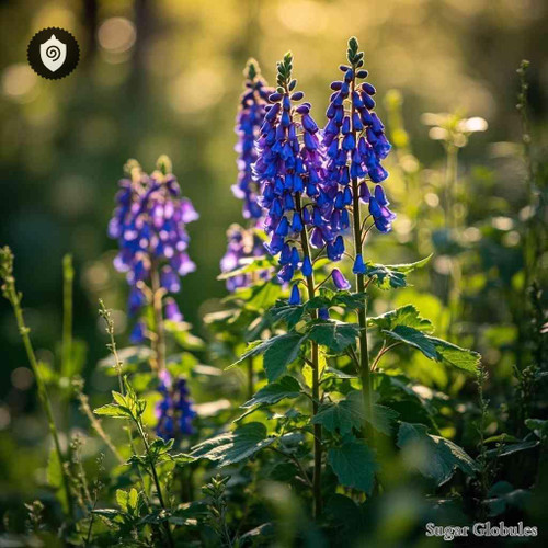 Campanula Glomerata sugar spheres in compact orb form for precise energetic homeopathic (nonmedical) physical product presentation