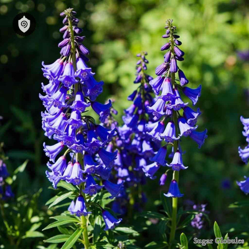 Campanula Portenschlagiana sugar spheres in uniform orb form for energetic homeopathic (nonmedical) dry-form presentation