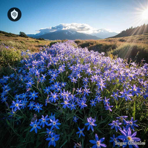 Camssia Quamash sugar spheres in compact granule form for energetic homeopathic (nonmedical) dry product presentation