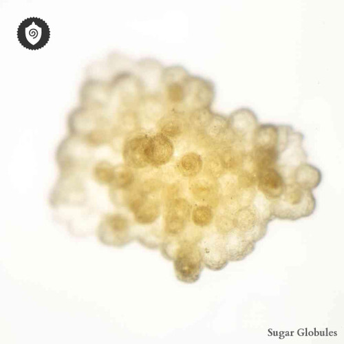 Candida Albicans - Monilia A. sugar granules in spherical form for energetic homeopathic (nonmedical) dry-form presentation