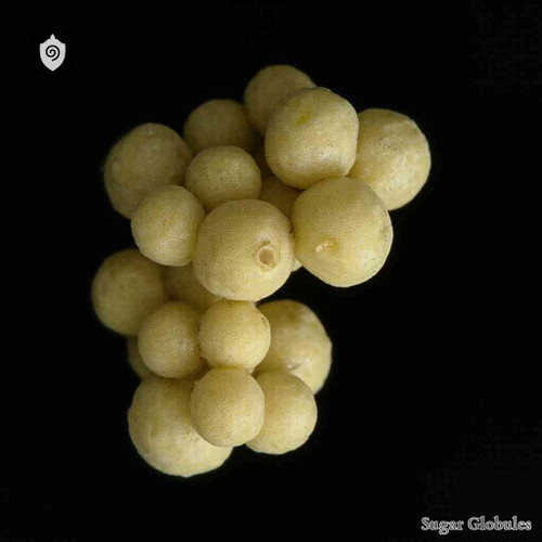 Candida Kefyr sugar spheres in compact orb form for energetic homeopathic (nonmedical) dry-form presentation and storage