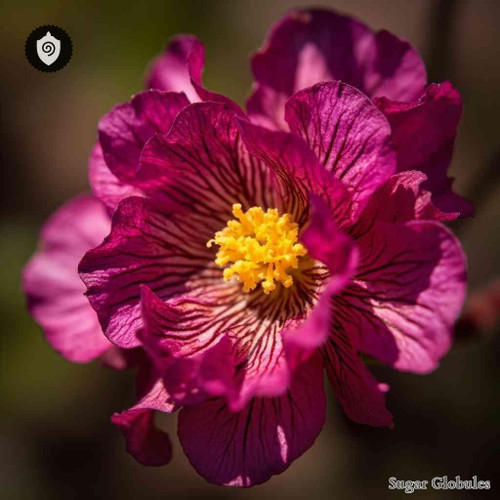 Canscora Diffusa sugar spheres in uniform orb form for energetic homeopathic (nonmedical) dry-form presentation and storage