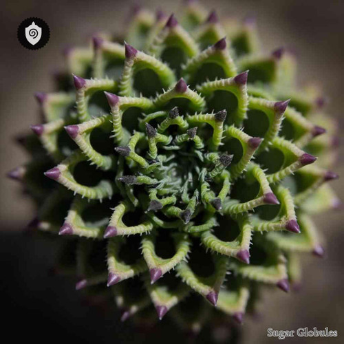 Caralluma Dummeri sugar spheres in precise orb form for standardized energetic homeopathic (nonmedical) dry presentation