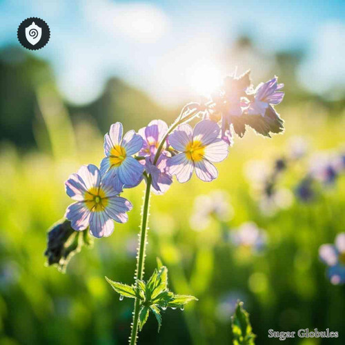 Cardamine Pratensis sugar spheres in compact pellet form for energetic homeopathic (nonmedical) solid dosing and dry storage solutions