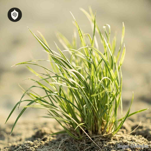 Carex Arenaria sugar orbs in spherical granule form for energetic homeopathic (nonmedical) dry-form presentation and storage