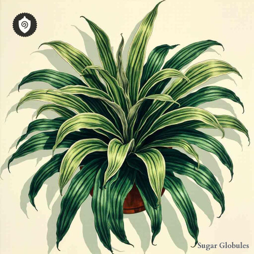 Carpanthea Pomeridiana sugar spheres in precise orb form for energetic homeopathic (nonmedical) dry-form presentation