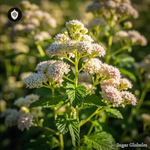 Carum Carvi sugar spheres in uniform orb form for energetic homeopathic (nonmedical) remedy storage and presentation