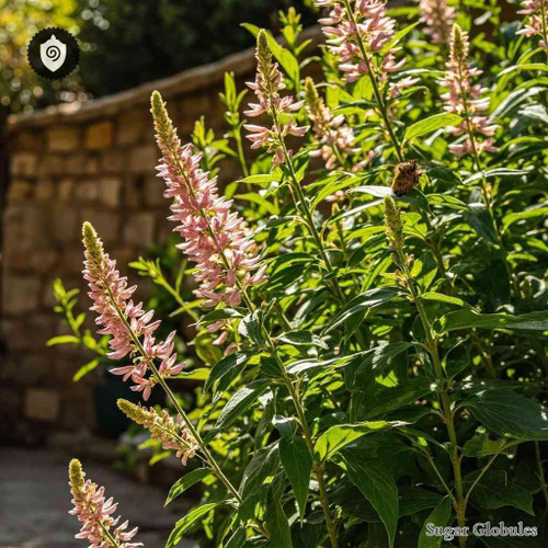 Cedronella Canariensis sugar spheres in orb format for energetic homeopathic (nonmedical) dry-form presentation and storage