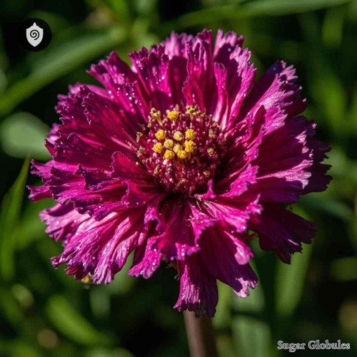 Centaurea Tagana sugar orbs in consistent sphere form for energetic homeopathic (nonmedical) dry-form physical presentation