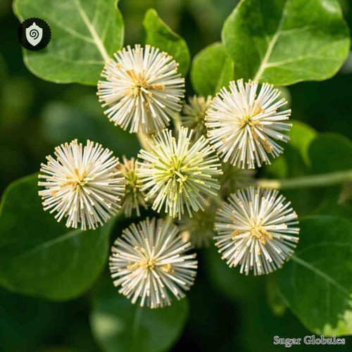 Cephalanthus Occidentalis sugar spheres in consistent orb format for energetic homeopathic (nonmedical) dry-form presentation