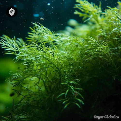 Ceratophyllum Demersum sugar spheres in uniform orb format for energetic homeopathic (nonmedical) dry-form presentation