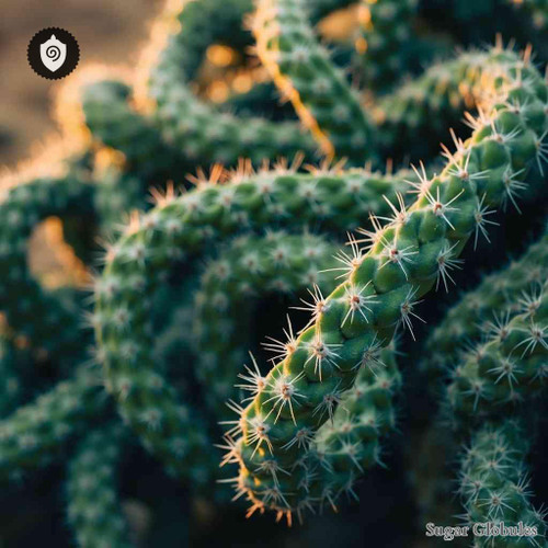 Cereus Serpentinus sugar spheres in precise orb form for energetic homeopathic (nonmedical) dry-form presentation and organized storage