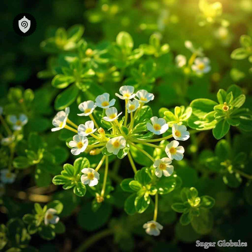 Chaenostoma Cordatum sugar spheres in uniform orb format for precise energetic homeopathic (nonmedical) dry-form packaging