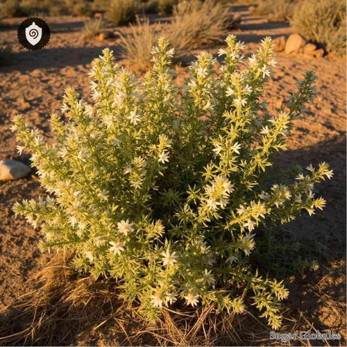 Chamaebatiaria Mellefolium sugar spheres in uniform orb form for energetic homeopathic (nonmedical) dry-form presentation