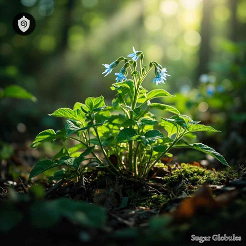 Chamaedrys sugar granules in precise orb form for energetic homeopathic (nonmedical) presentation and dry storage