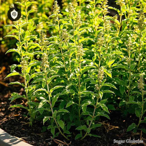 Chenopodium Ambrosioides sugar spheres in uniform orb form for energetic homeopathic (nonmedical) dry-form presentation