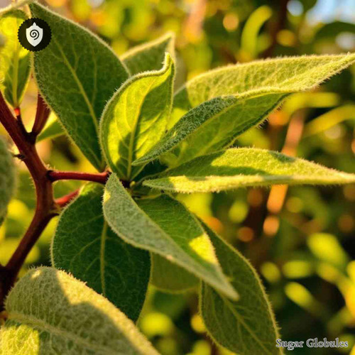 Chenopodium Ambrosioides Anthelmenticum sugar spheres in uniform granule form for energetic homeopathic (nonmedical) presentation