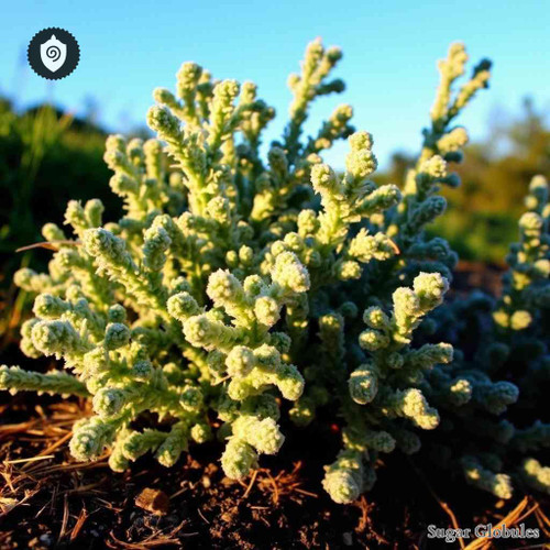 Chenopodium Glaucum sugar spheres in uniform orb form for energetic homeopathic (nonmedical) dry-format presentation and storage