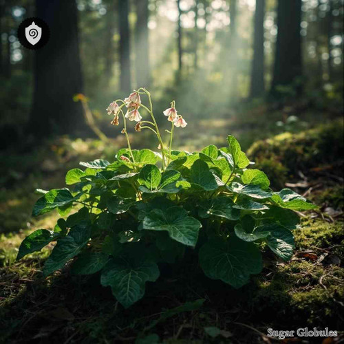 Chimaphila Rotundifolia sugar granules in precise orb form for energetic homeopathic (nonmedical) dry storage and physical presentation