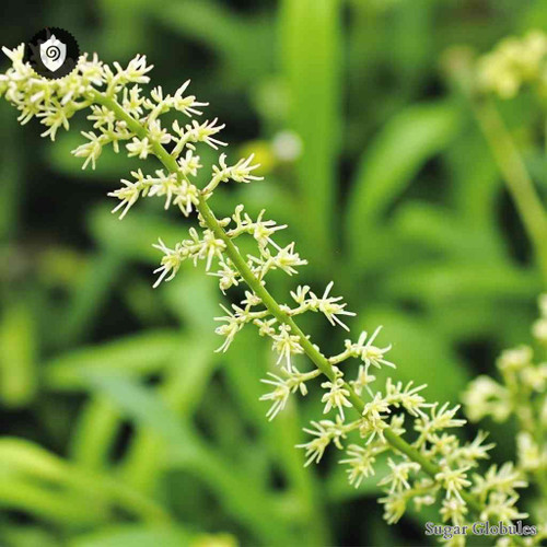 Chloranthus Spicatus sugar spheres in uniform orb format for precise energetic homeopathic (nonmedical) dry-form presentation