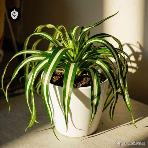 Chlorophytum Comosum sugar granules in precise orb format for energetic homeopathic (nonmedical) dry-form presentation and storage