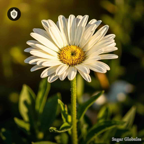 Chrysanthemum Leucanthemum sugar spheres in compact orb form for energetic homeopathic (nonmedical) dry-form presentation