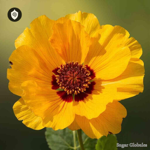 Chrysothemis Pulchella sugar spheres in pellet form for energetic homeopathic (nonmedical) dry-form presentation and storage