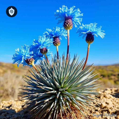 Cichorium Spinosum sugar spheres in compact orb form for energetic homeopathic (nonmedical) dry-form presentation and storage