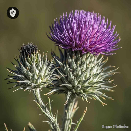 Cirsium Eriophorum sugar spheres in uniform orb format for energetic homeopathic (nonmedical) dry-form presentation and storage