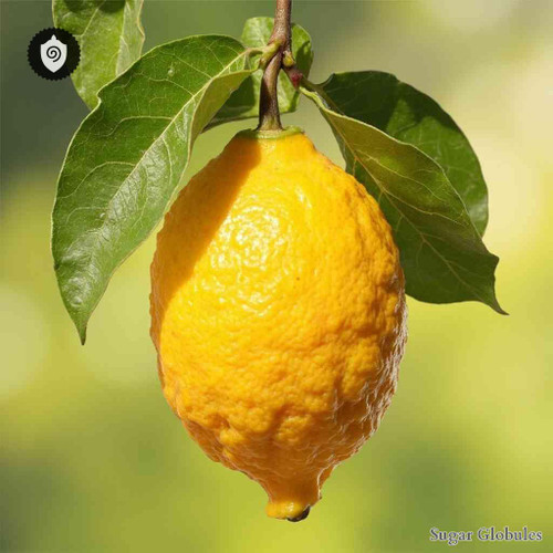 Citrus Medica sugar orbs in compact granule format for energetic homeopathic (nonmedical) dry-form presentation and storage