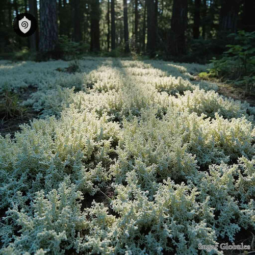 Cladonia Rangiferina sugar spheres in uniform orb form for energetic homeopathic (nonmedical) dry-format presentation and storage