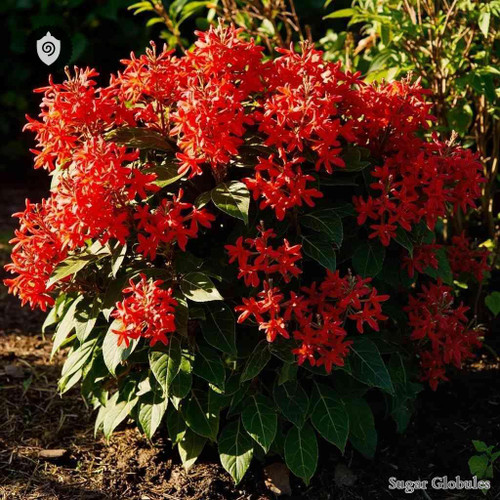 Clerodendrum Bungei sugar spheres in pellet form for energetic homeopathic (nonmedical) dry-form presentation and storage