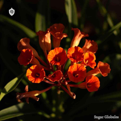 Clivia Miniata sugar spheres in orb format for energetic homeopathic (nonmedical) dry-form presentation and storage
