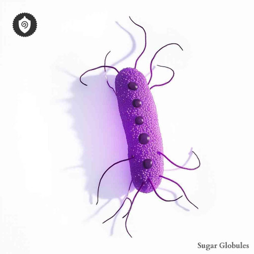 Clostridium Welchii sugar spheres in uniform orb format for energetic homeopathic (nonmedical) dry-form presentation