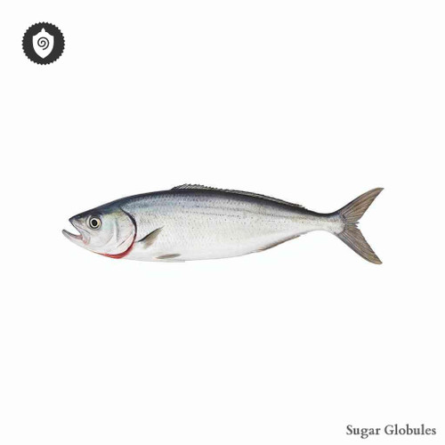 Clupea Harengus sugar orbs in uniform pellet form for energetic homeopathic (nonmedical) dry-form physical presentation