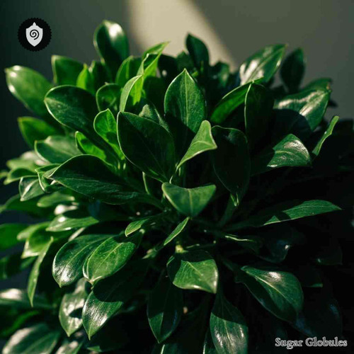 Clusia Minor sugar spheres in precise orb form for structured energetic homeopathic (nonmedical) physical presentation