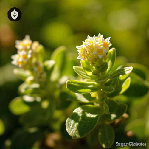 Cneorum Tricoccon sugar spheres in orb form for energetic homeopathic (nonmedical) preparation and standardized dry storage