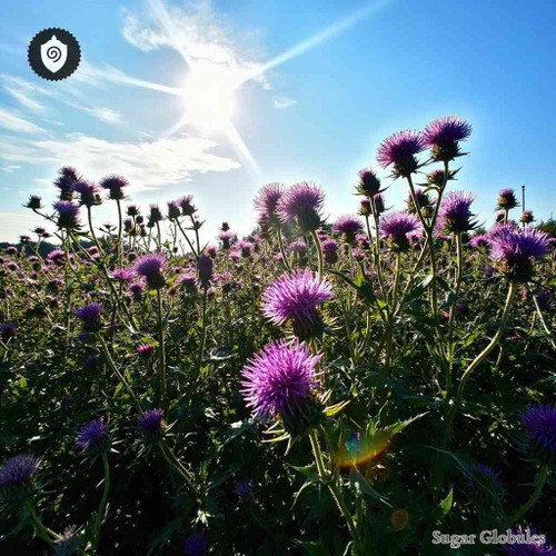 Cnicus Arvensis sugar granules in uniform orb form for energetic homeopathic (nonmedical) dry-form presentation and physical remedy use