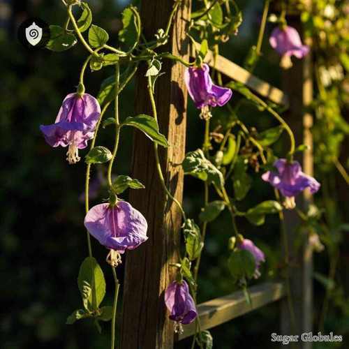Cobaea Scandens sugar spheres in compact orb form for energetic homeopathic (nonmedical) remedy presentation and dry storage