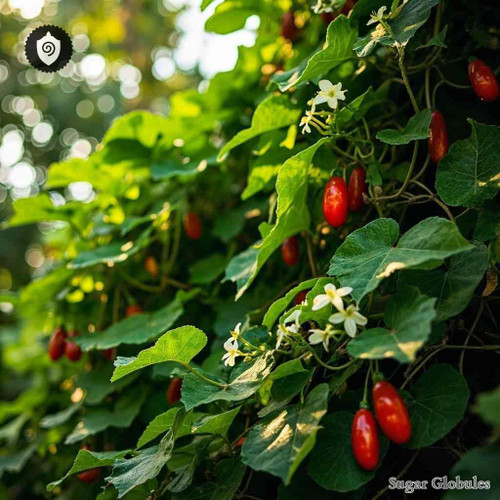 Coccinia Indica sugar spheres in white orb form for energetic homeopathic (nonmedical) physical presentation and dry storage