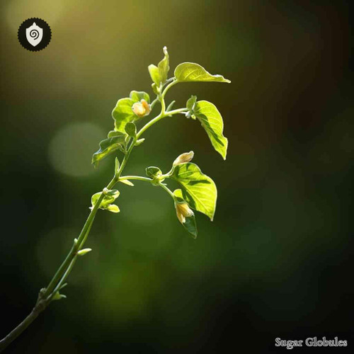 Cocculus Indicus sugar spheres in uniform granule form for energetic homeopathic (nonmedical) dry-form presentation and storage