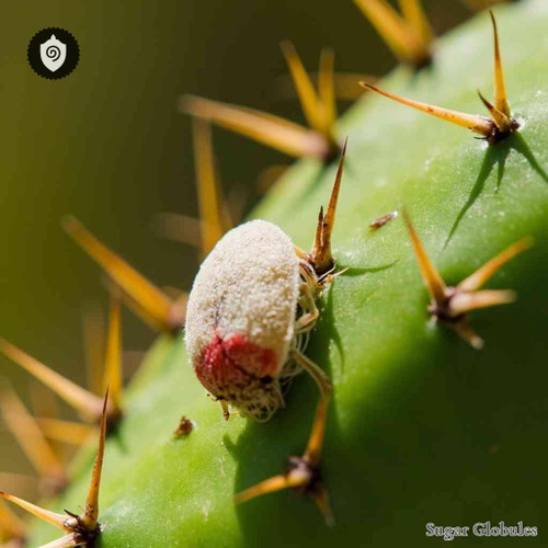 Coccus Cacti sugar granules in uniform orb form for energetic homeopathic (nonmedical) dry-form presentation and storage