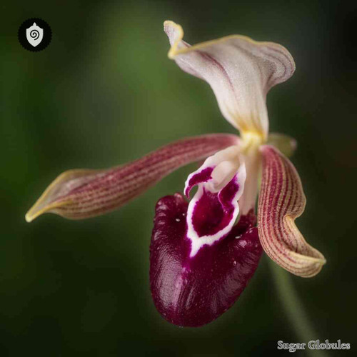 Cochleanthes Discolor sugar spheres in uniform pellet form for energetic homeopathic (nonmedical) dry-form presentation