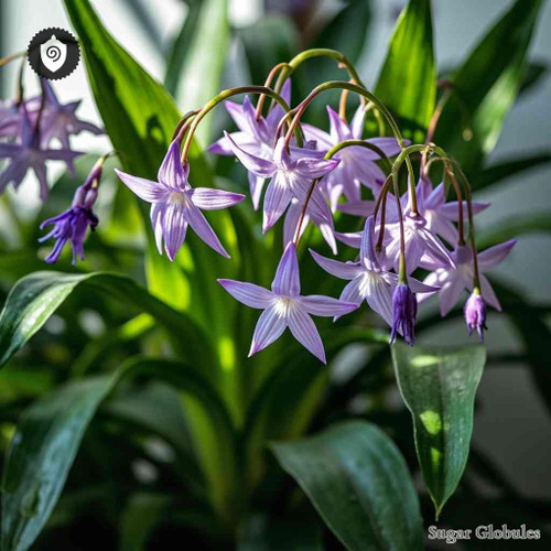 Cochliostema Odoratissimum sugar spheres in orb format for energetic homeopathic (nonmedical) dry-form presentation