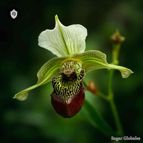 Coelogyne Pandurata sugar spheres in compact orb form for energetic homeopathic (nonmedical) dry-form presentation