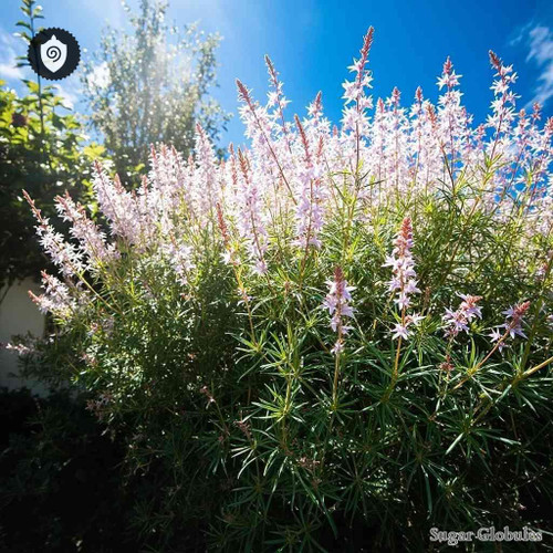 Coleonema Album sugar granules in spherical form for energetic homeopathic (nonmedical) dry remedy presentation and storage