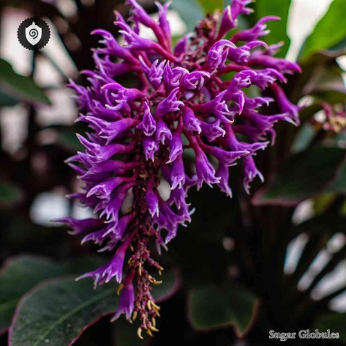 Columnea Purpurata sugar spheres in consistent orb form for energetic homeopathic (nonmedical) dry-form presentation and storage