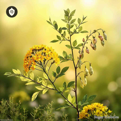 Colutea Arborescens sugar orbs in precise sphere format for energetic homeopathic (nonmedical) physical presentation