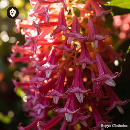 Combretum Laxum sugar spheres in spherical pellet form for energetic homeopathic (nonmedical) dry product presentation